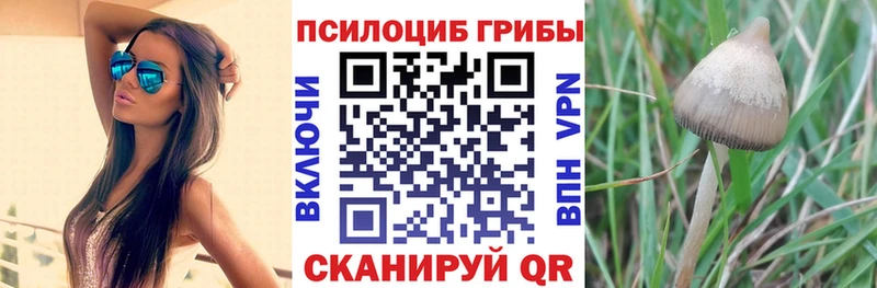 магазин  наркотиков  Арск  Галлюциногенные грибы Cubensis 
